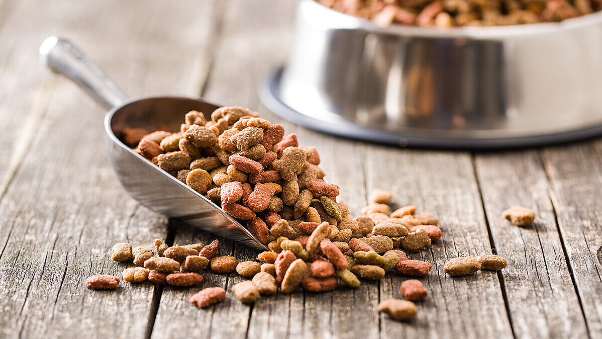 Image Picture of Pet food on a fork